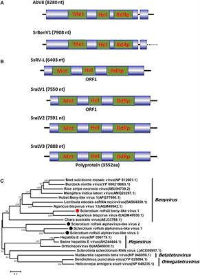 Diverse, Novel Mycoviruses From the Virome of a Hypovirulent Sclerotium rolfsii Strain